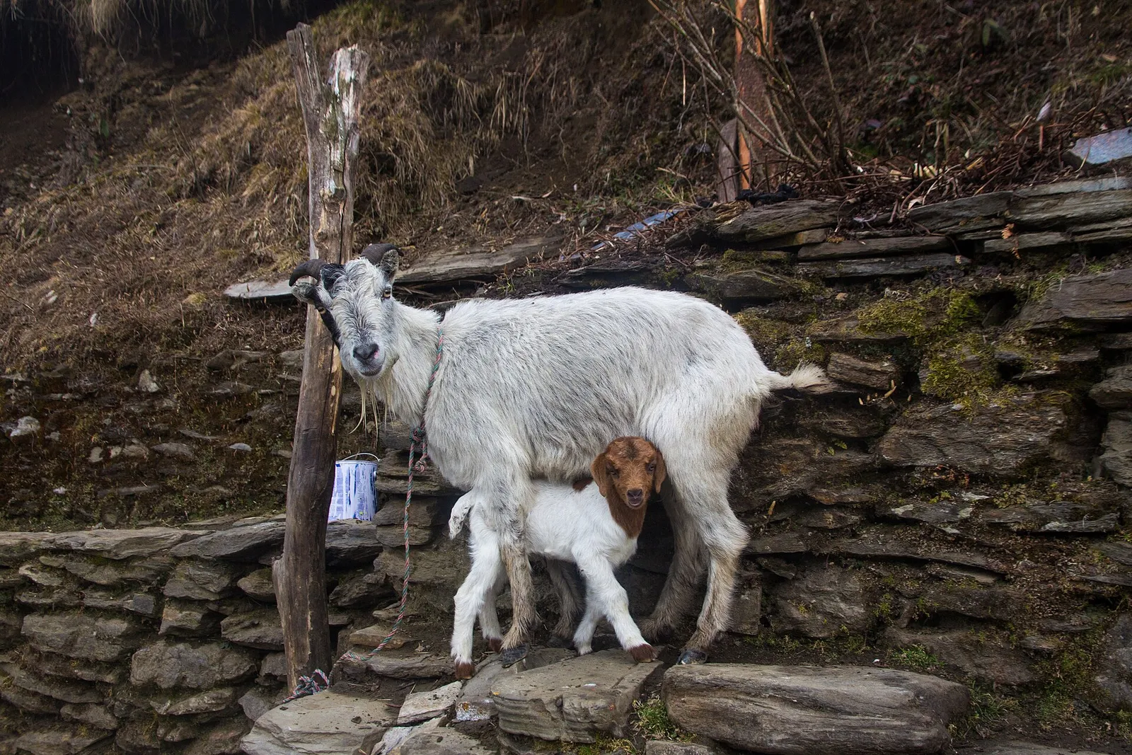 Annapurna Conservation Area landscape — permits required for the ABC trek, Nepal