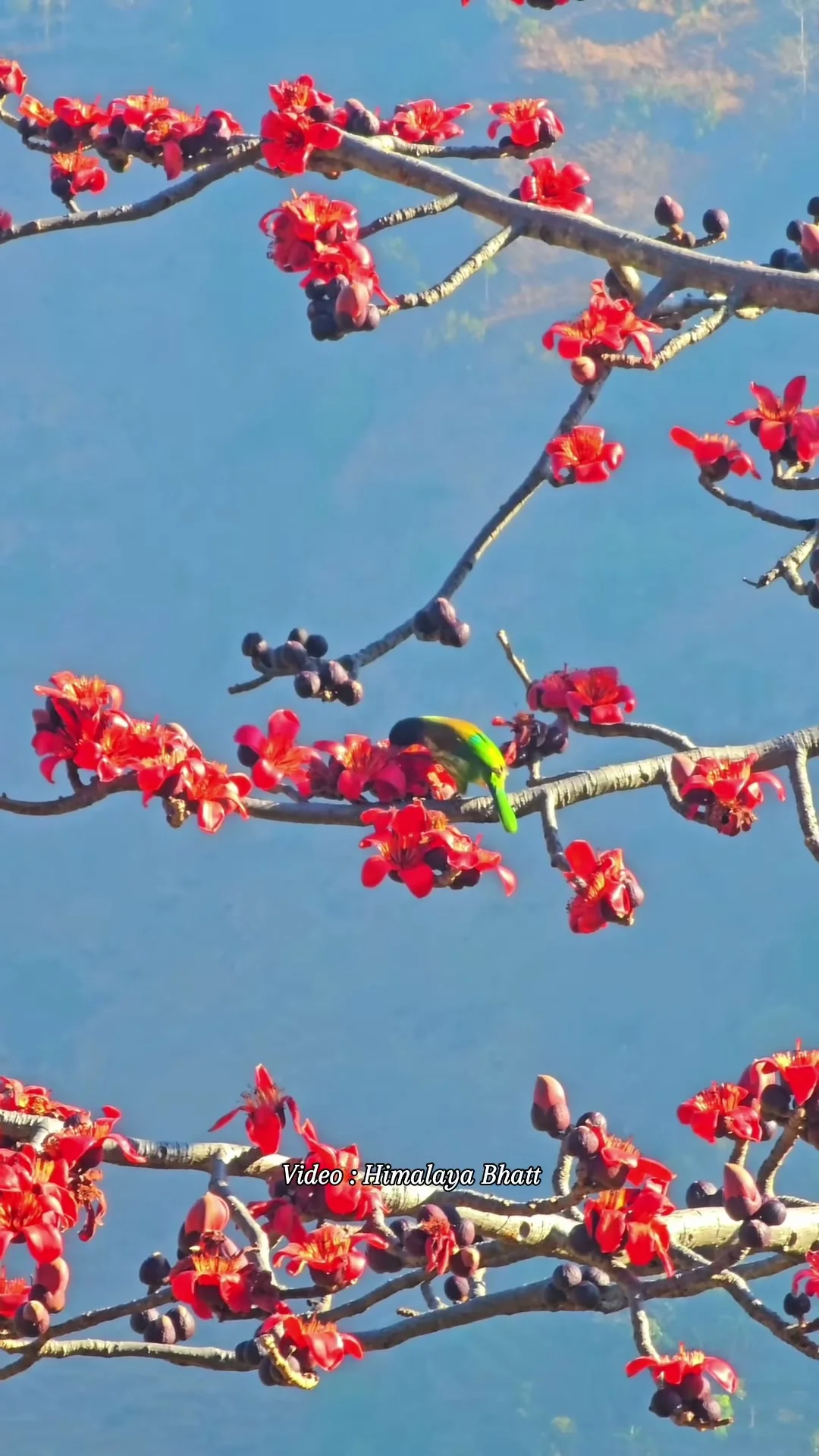 Nepal Honeymoon Treks 2026 — Nepal