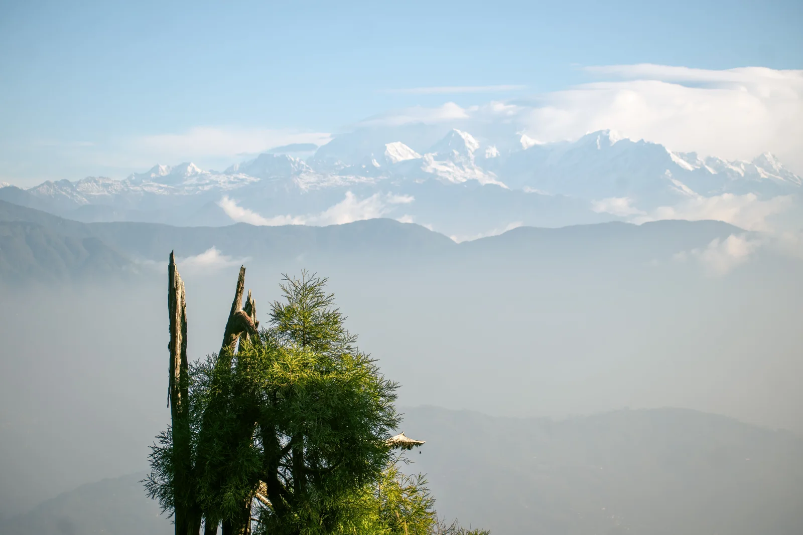 A breathtaking view of Kanchenjunga mountains from Darjeeling, India, with lush greenery and clear skies.