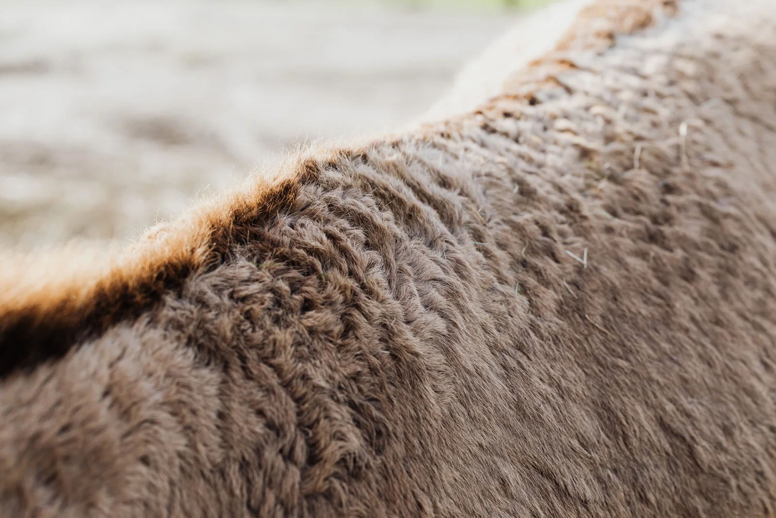 Raw wool photographed close up, showing the crimped fibres whose diameter in microns decides whether a shirt itches