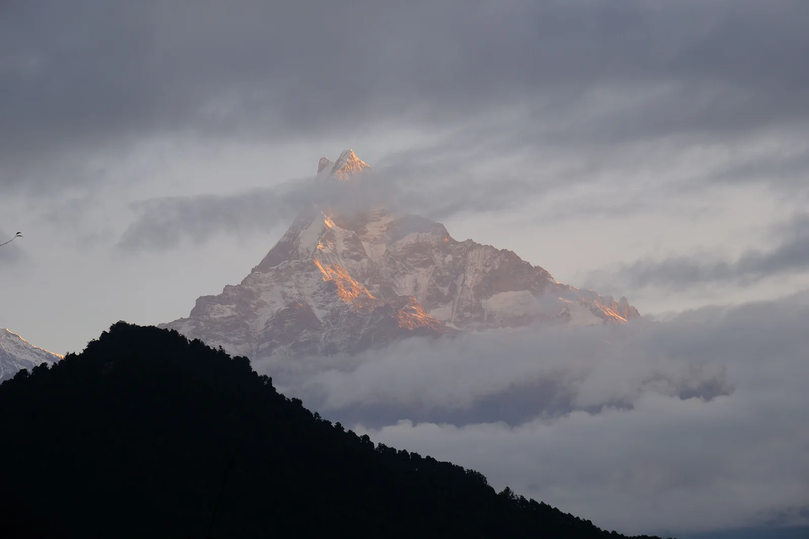 Machapuchare catching the first light above the clouds