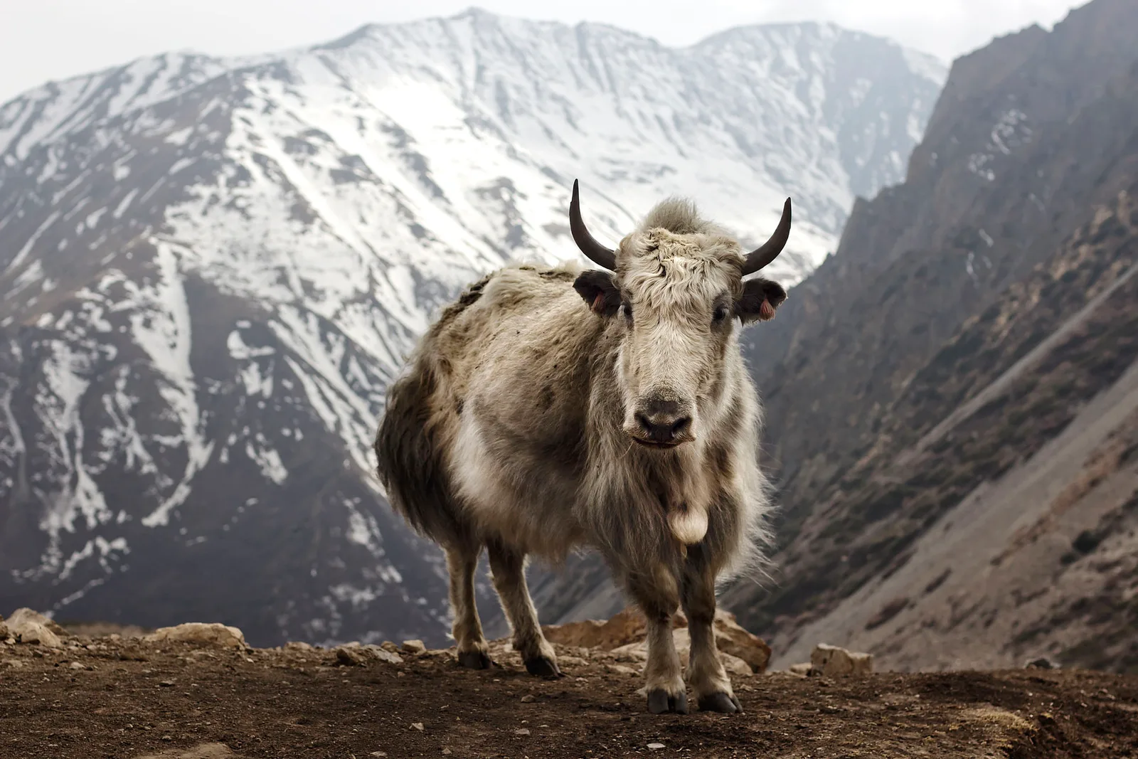 Annapurna Circuit Trek — 10 Days